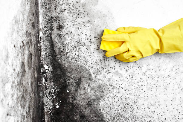 Best Preventive Mold Services in Monroe, MI