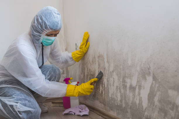 Best Localized Mold Remediation (e.g., coastal areas, humid climates) in Monroe, MI