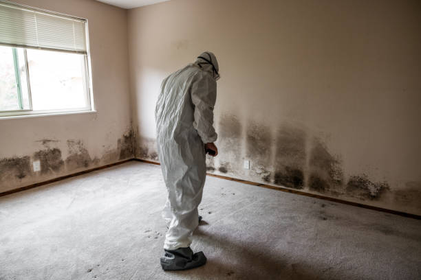 Reliable Monroe, MI Mold Remediation Solutions