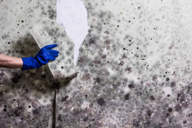 Best Black Mold Remediation in Monroe, MI