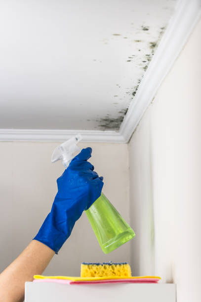 Best Mold Remediation for Specific Building Types in Monroe, MI
