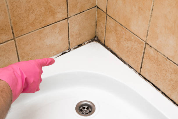 Best Crawl Space Mold Remediation in Monroe, MI